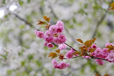 IMG_8624
