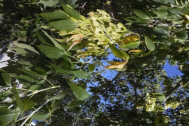 Javorovec-jaseňolistý
