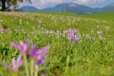 MG_9551