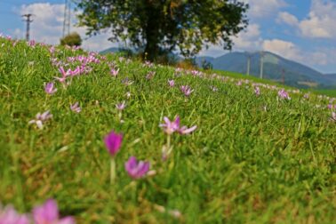 MG_9588