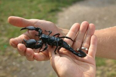 skorpion