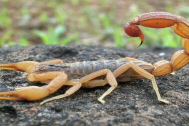 skorpion1