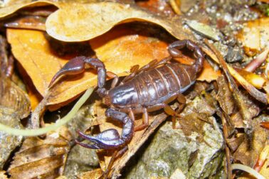 skorpion2