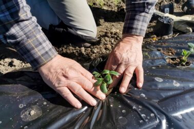 Planting,Strawberries,In,A,Home,Vegetable,Garden,In,A,Soil