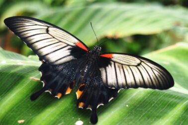motyl