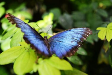 motyl2