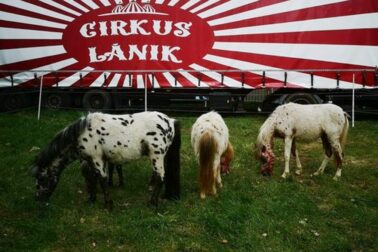 cirkus4