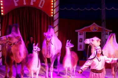 cirkus5