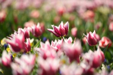holandske tulipany