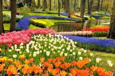 keukenhof1