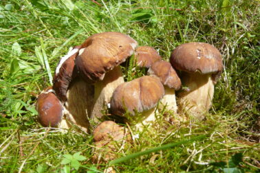 pocasie6