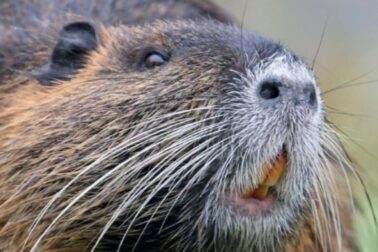 nutria riecna1