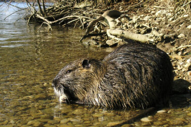 nutria riecna