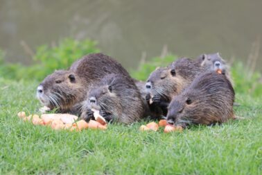 nutria riecna3