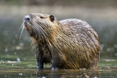 nutria riecna4