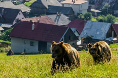 Brown bear