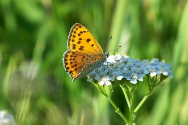 motyl1