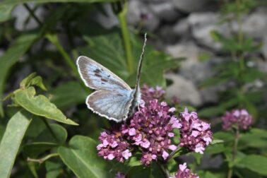 motyl2