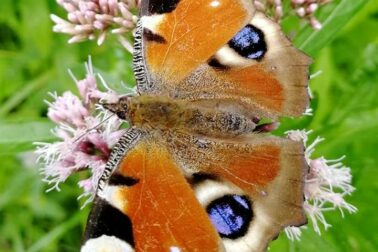 motyl3