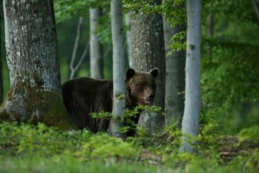 medved v lese
