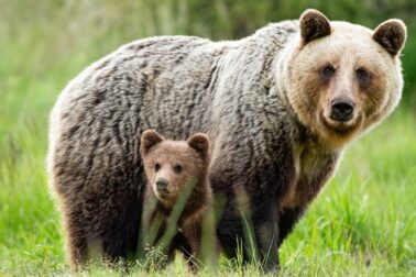 medvedica s mláďatom