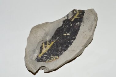 01_quennus_bubunyi