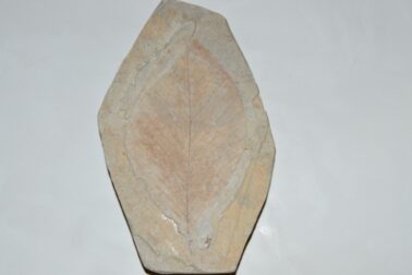 07_fagus_autipovii