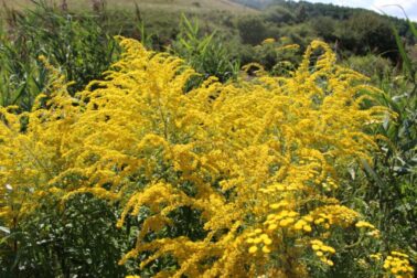 Zlatobyľ_Solidago