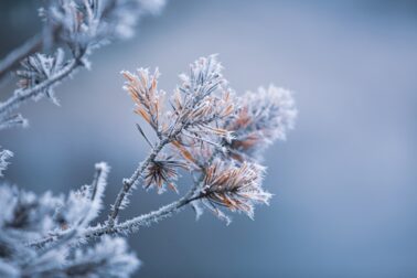 Frost and ice on pine needles. This image was taken in November 2018 (Norway).