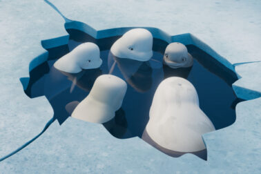 KatakBraveBeluga_02