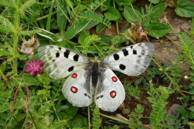 Jason cervenooky-Parnassius apollo