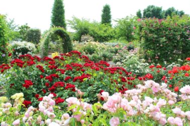 arboretum4