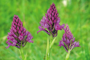 Cervenohlav ihlanovity (lucna orchidea)
