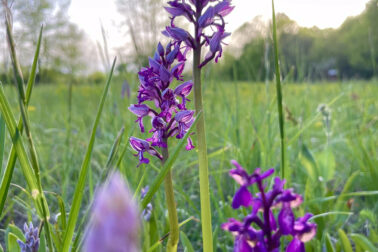lucne orchidey