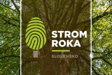anketa strom roka