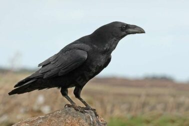 Grand Corbeau. Famille des Corvidés. Ordre : Passériformes