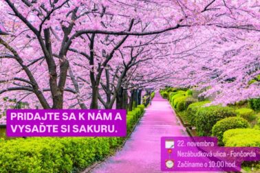 Výsadba sakúr na Fončorde