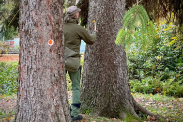 dendrologický prieskum