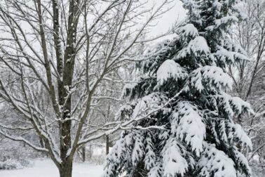 porovnanie stromov v zime