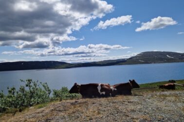 8 Spoločníčky pri ceste