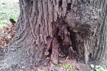 mestsky park8