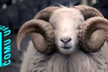 plagat korben dallas