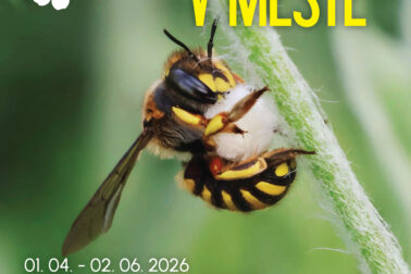 plagat opelovace v meste