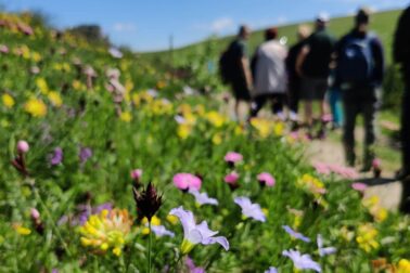 Kvety VF na Kralovej studni