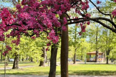 mestsky park