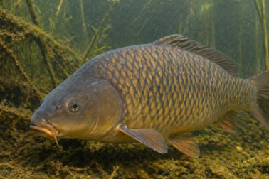 rybarske preteky6