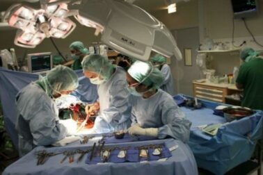 transplantacia1