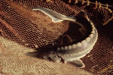 Acipenser sturio, © Hartmut Jungius WWF