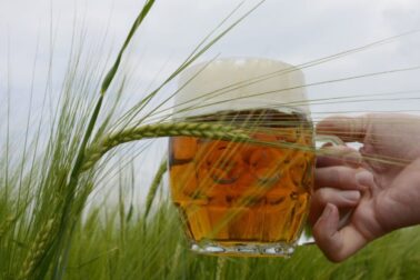 pivo1