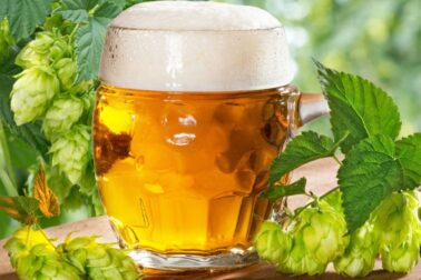 pivo6